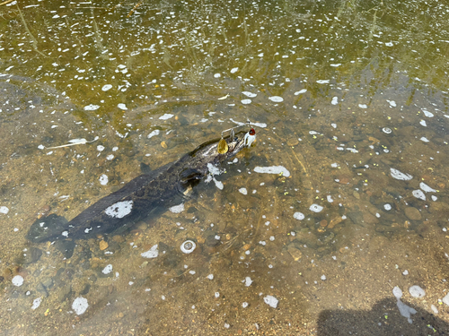 ライギョの釣果