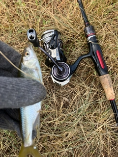 ハスの釣果