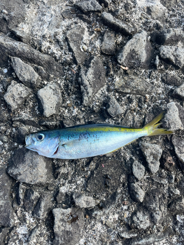 タカベの釣果