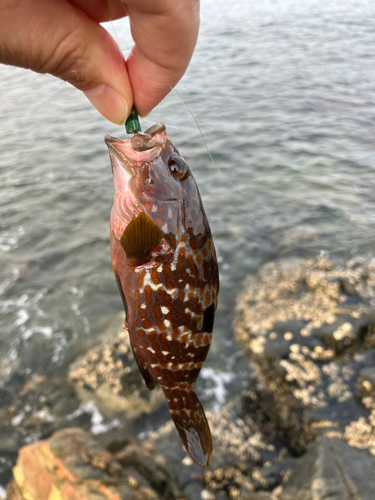 アコウの釣果