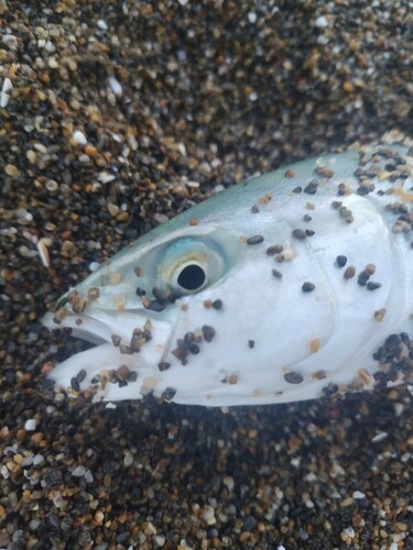 ワカシの釣果