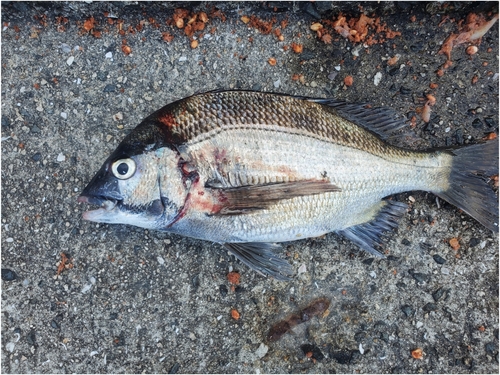 チヌの釣果