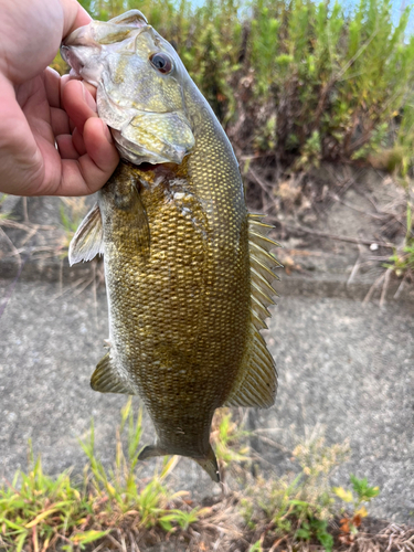 スモールマウスバスの釣果