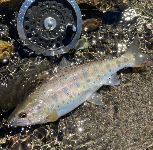 ヤマメの釣果