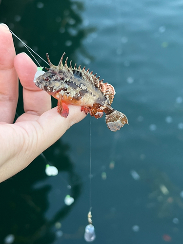 ハオコゼの釣果