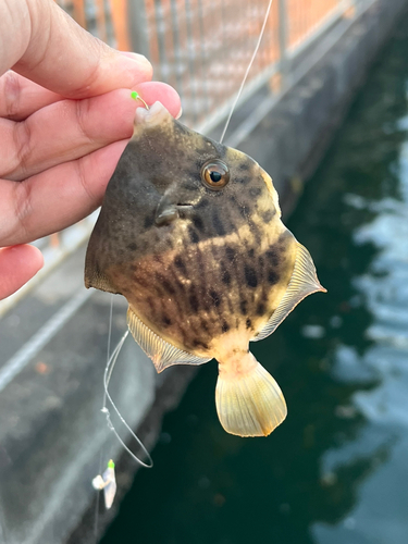 カワハギの釣果