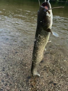 ナマズの釣果