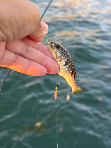 フグの釣果