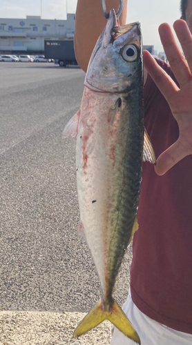 サバの釣果