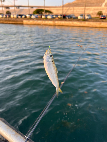 サッパの釣果