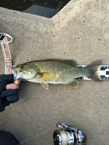 スモールマウスバスの釣果