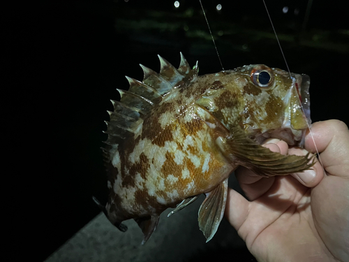 カサゴの釣果