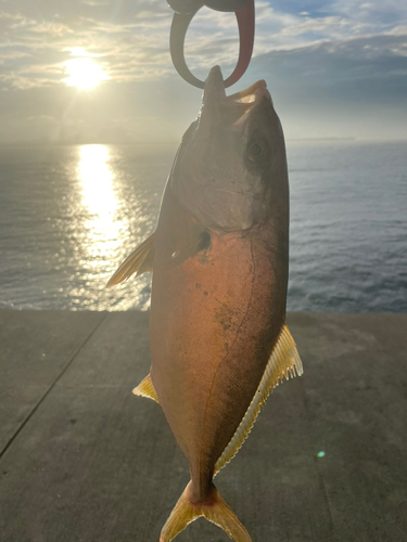 ショゴの釣果