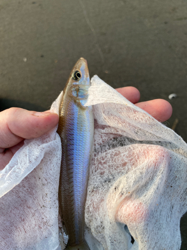 キスの釣果