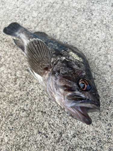 クロソイの釣果