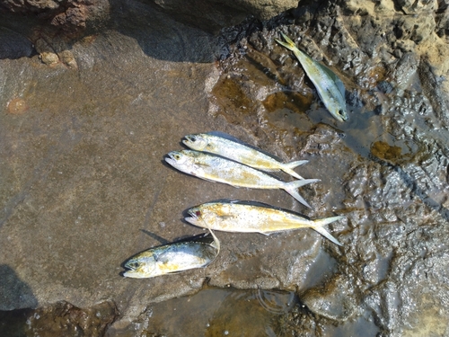 シイラの釣果