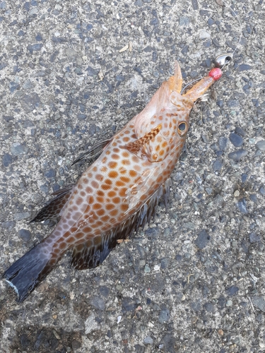 オオモンハタの釣果