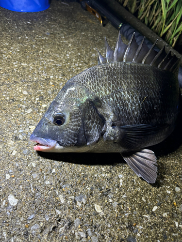 クロダイの釣果