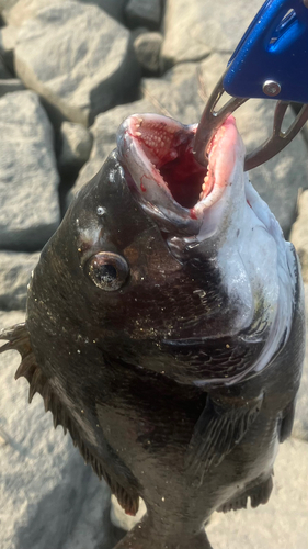 チヌの釣果