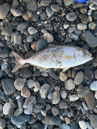 ショゴの釣果