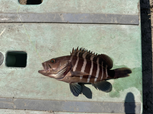 マハタの釣果