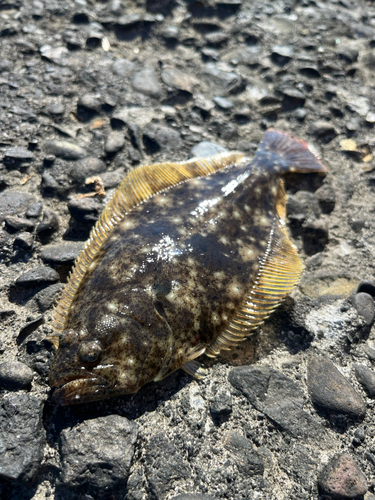 ソゲの釣果