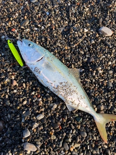 ワカシの釣果