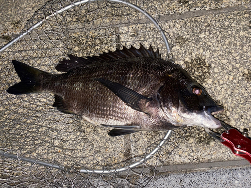 クロダイの釣果