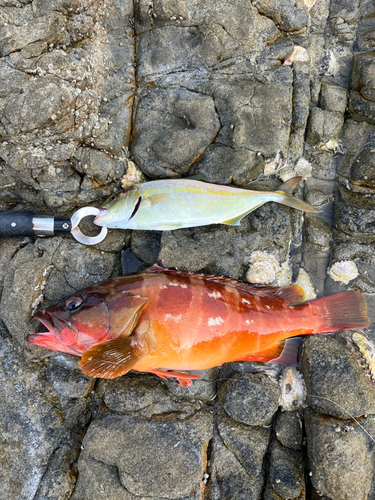 アカハタの釣果