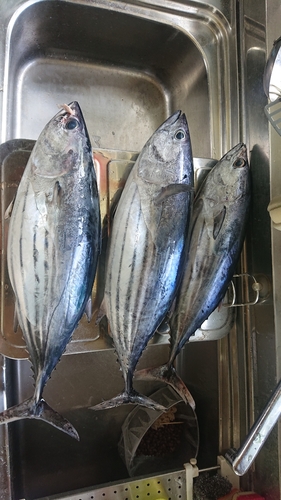 カツオの釣果