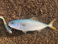 ワカシの釣果