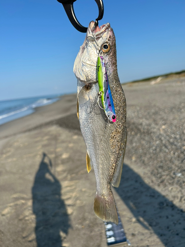 ニベの釣果