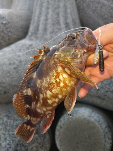 カサゴの釣果