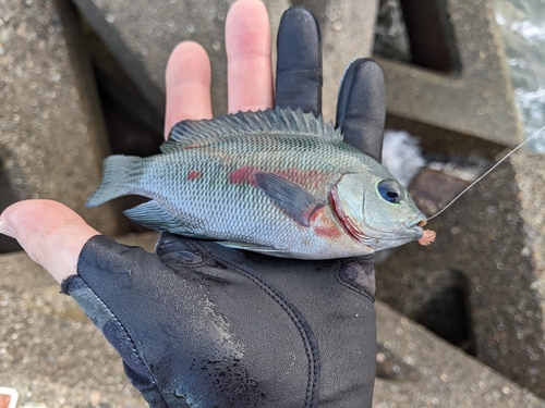 メジナの釣果