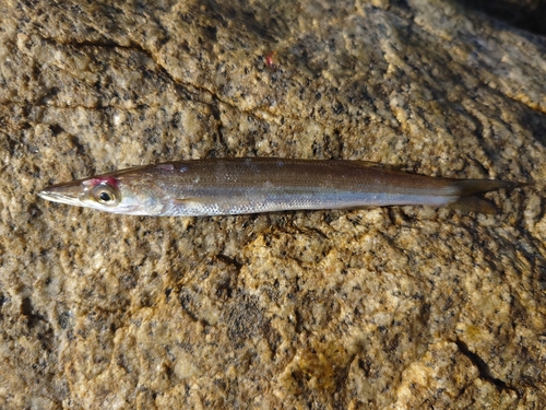 カマスの釣果