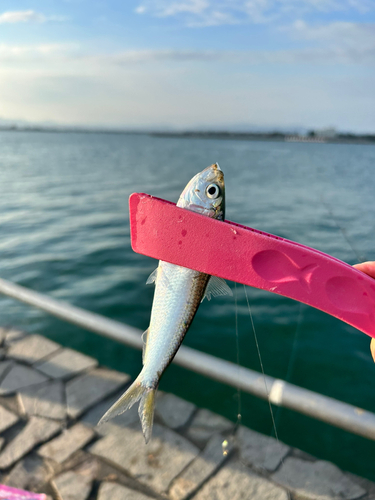 サッパの釣果