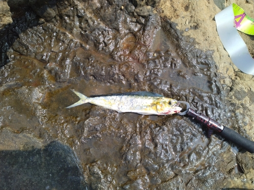 シイラの釣果