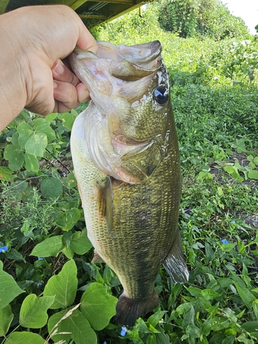 ラージマウスバスの釣果