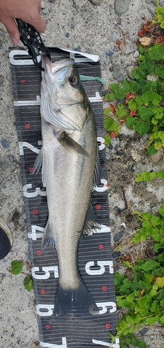 シーバスの釣果