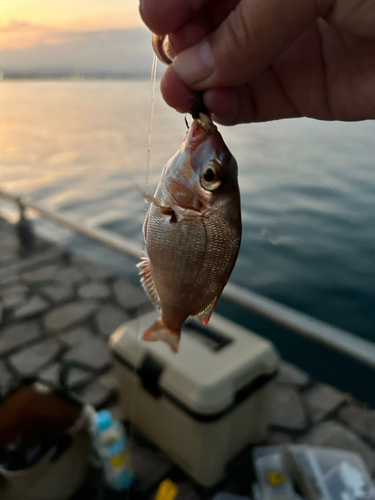 チャリコの釣果