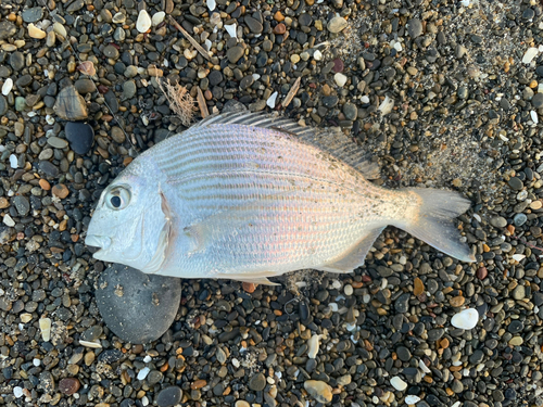 ヘダイの釣果