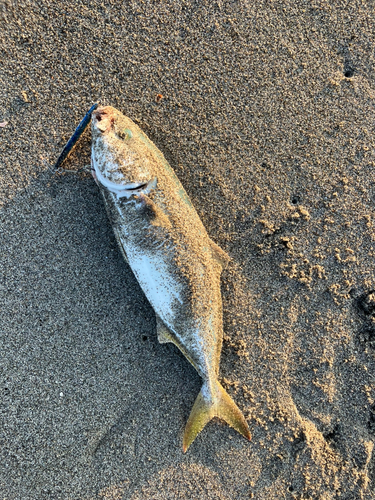 ワカシの釣果