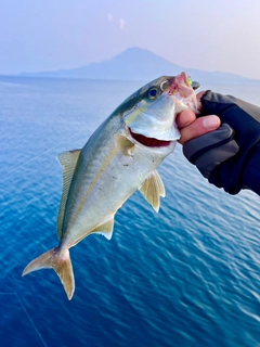 ネリゴの釣果