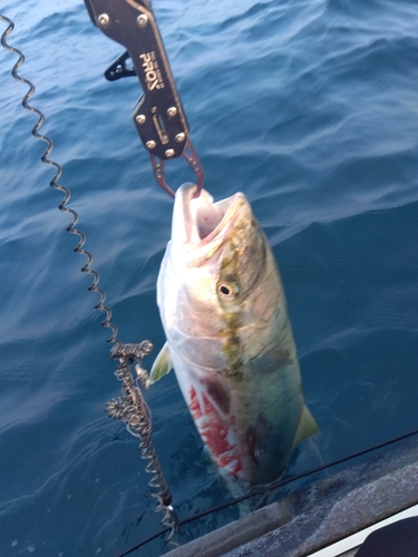 ワラサの釣果