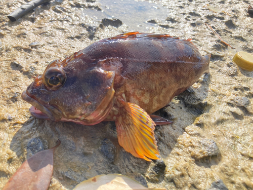 カサゴの釣果