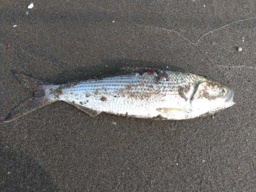 コノシロの釣果