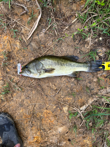 ラージマウスバスの釣果