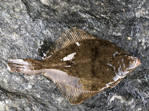 カレイの釣果