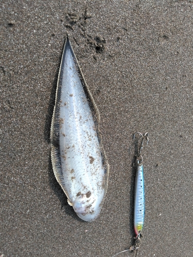 シタビラメの釣果