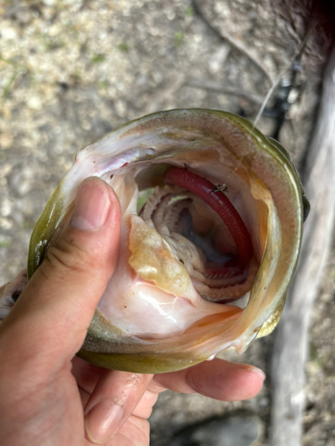 ラージマウスバスの釣果